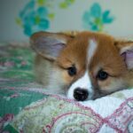 Reddybook: Transforming Digital Reading and the Role of 11xplay in Modern Content Delivery