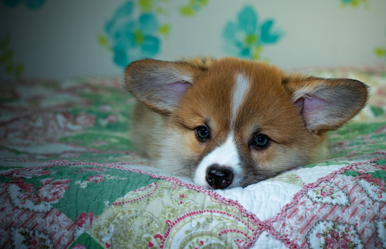 Reddybook: Transforming Digital Reading and the Role of 11xplay in Modern Content Delivery